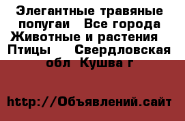 Элегантные травяные попугаи - Все города Животные и растения » Птицы   . Свердловская обл.,Кушва г.